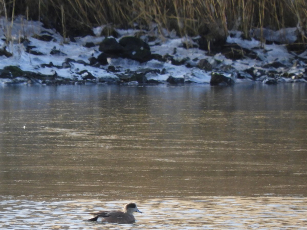 American Wigeon - ML192106971