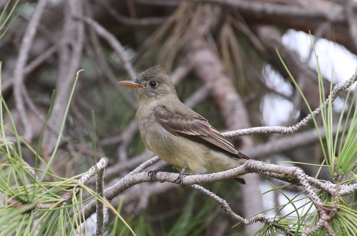 Greater Pewee - Matthew Grube