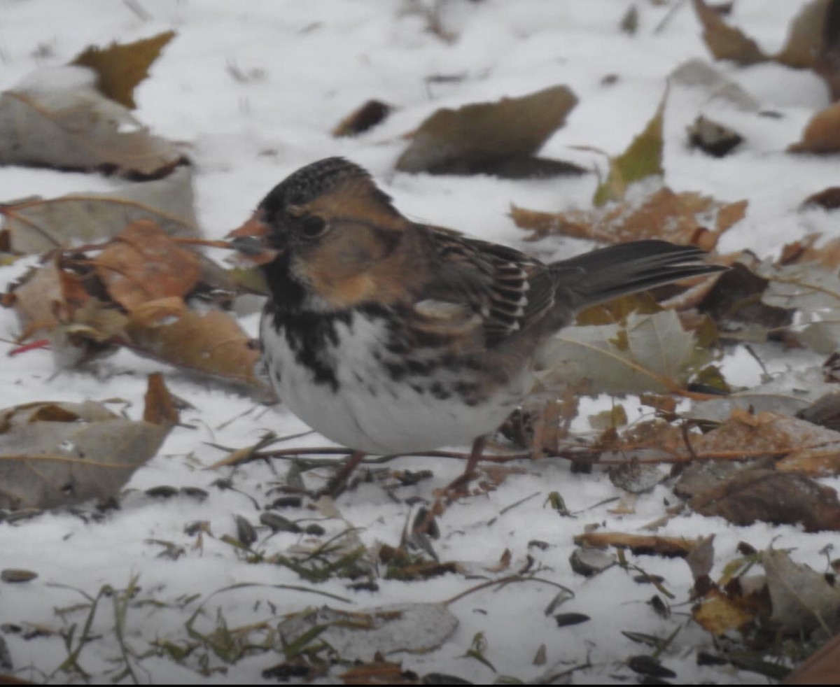 Harris's Sparrow - ML192107371