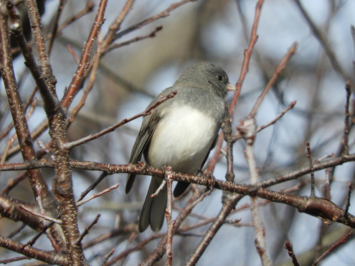 Dark-eyed Junco - ML192108031