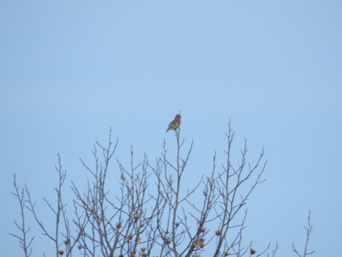 Cedar Waxwing - ML192109571