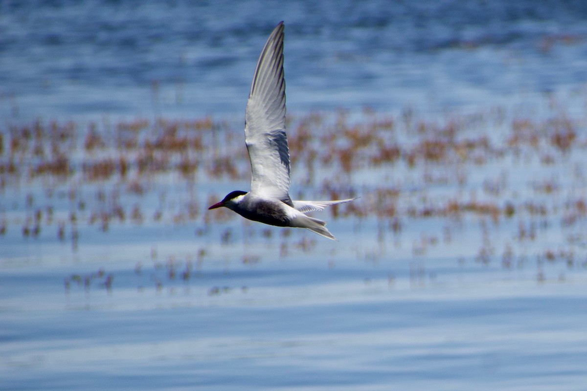 Whiskered Tern - Lance Rathbone