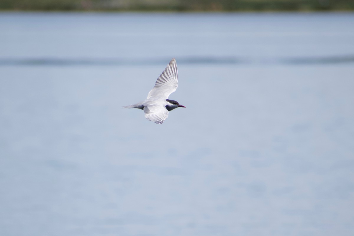 Whiskered Tern - Lance Rathbone