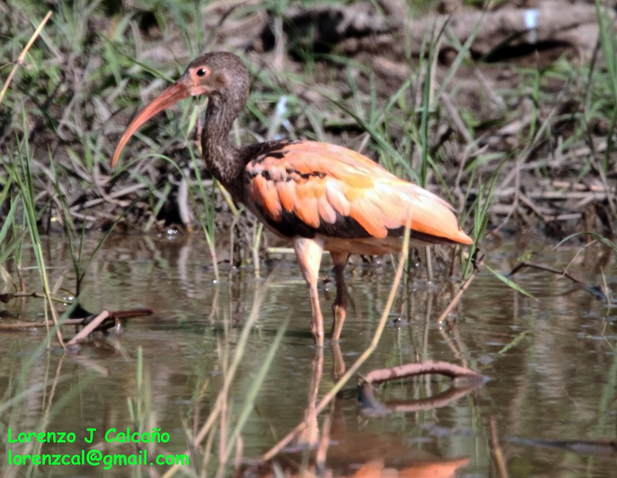 Ibis rouge - ML192110111