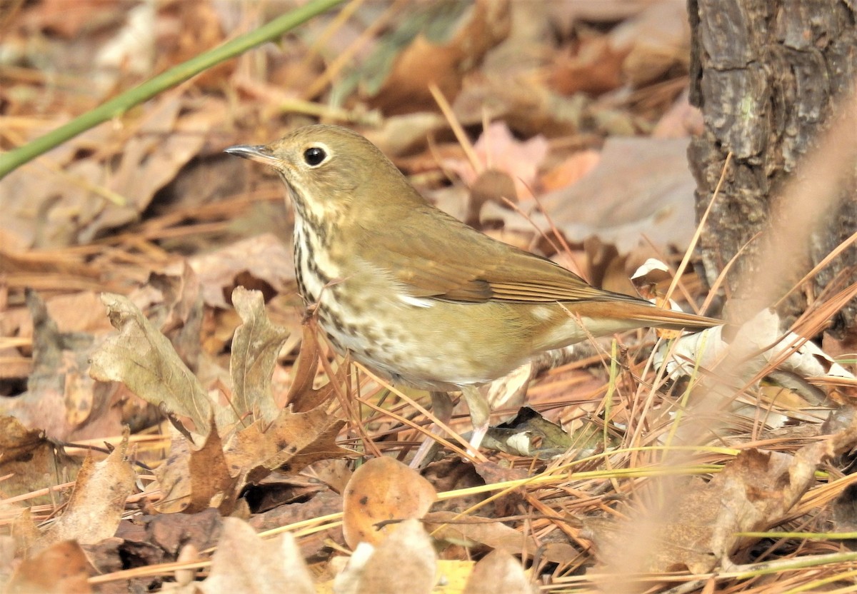 Hermit Thrush - ML192110411