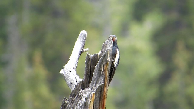 Williamson's Sapsucker - ML192110941