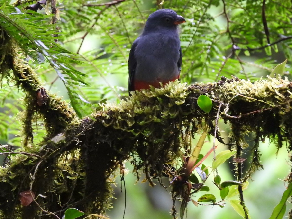 Slaty-tailed Trogon - ML192112161