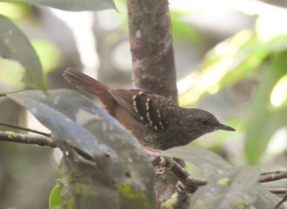 Scalloped Antbird - José Clarindo Silva