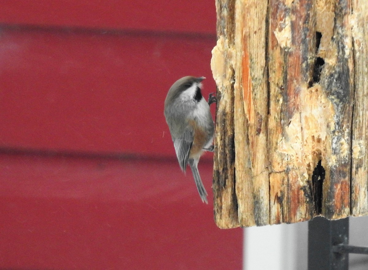 Boreal Chickadee - ML192113281