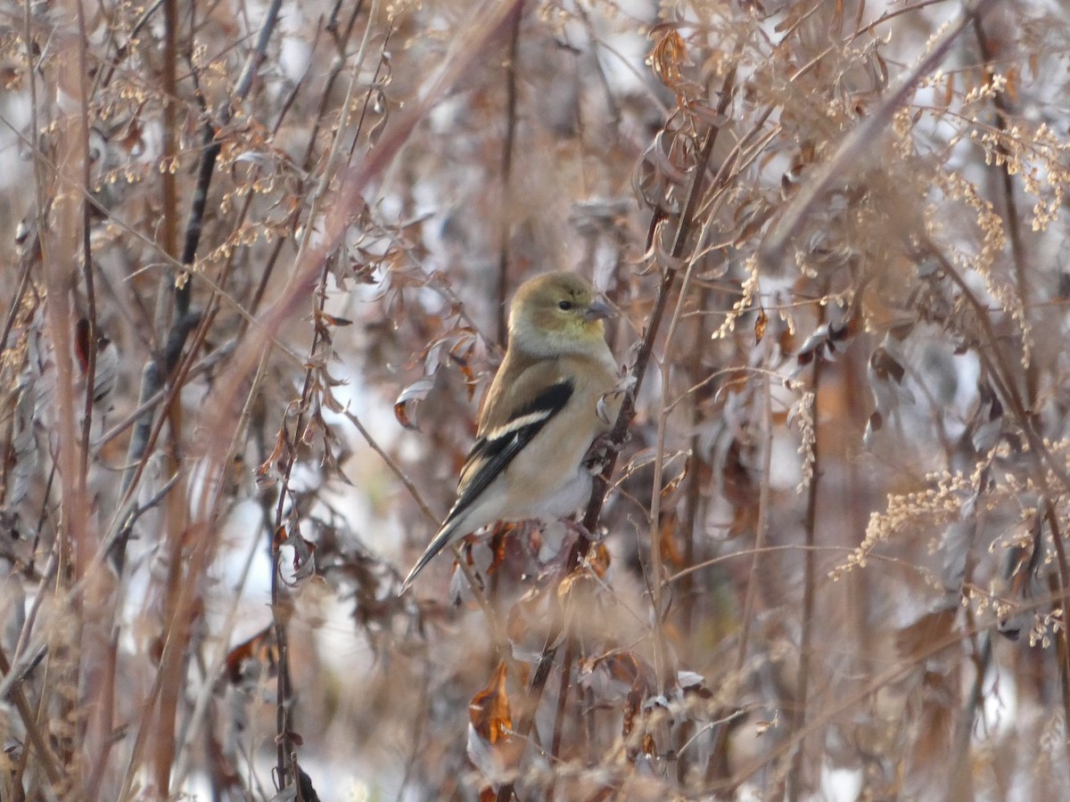 American Goldfinch - ML192114841