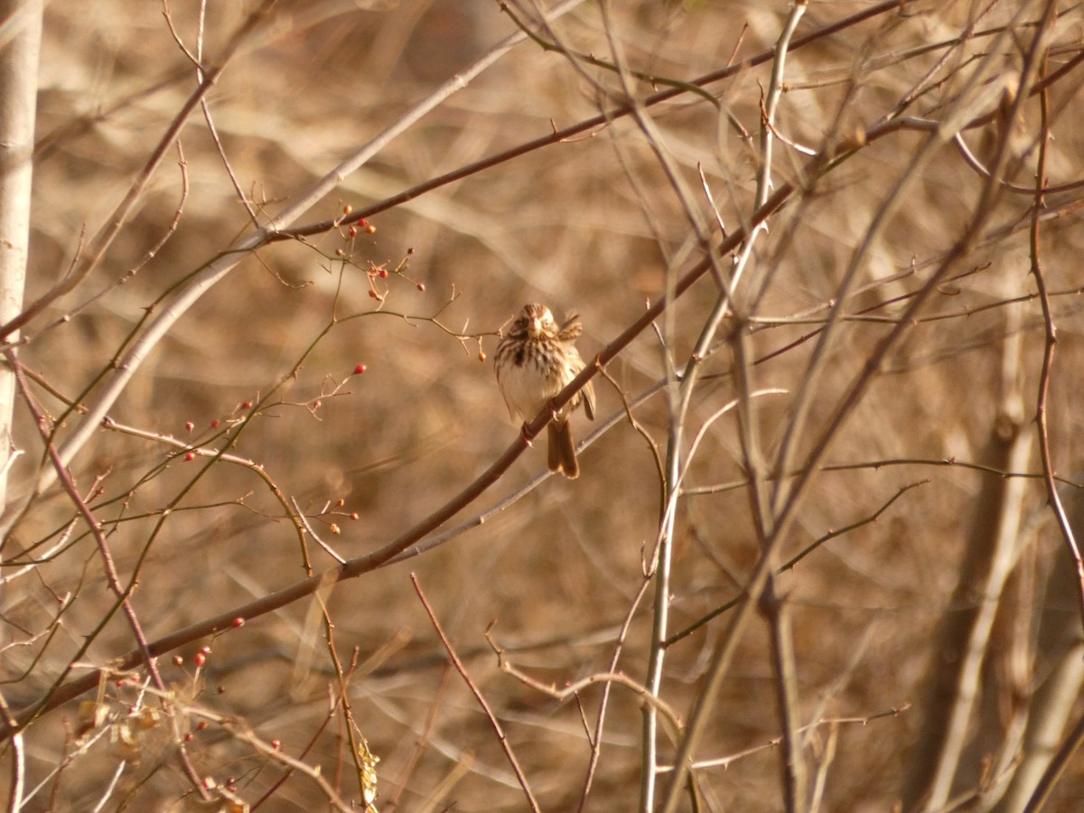 Song Sparrow - ML192114931