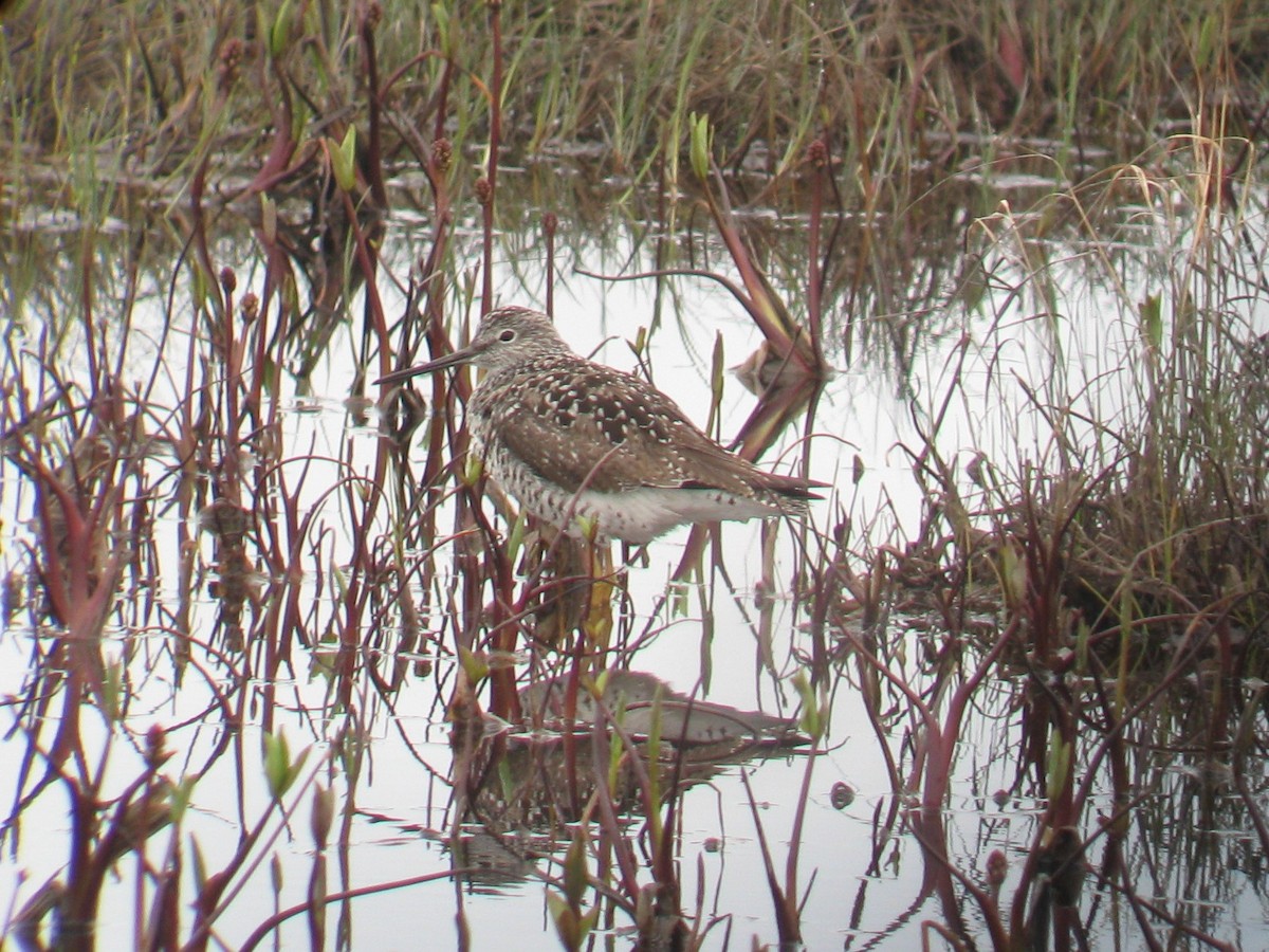 Greater Yellowlegs - ML192118171