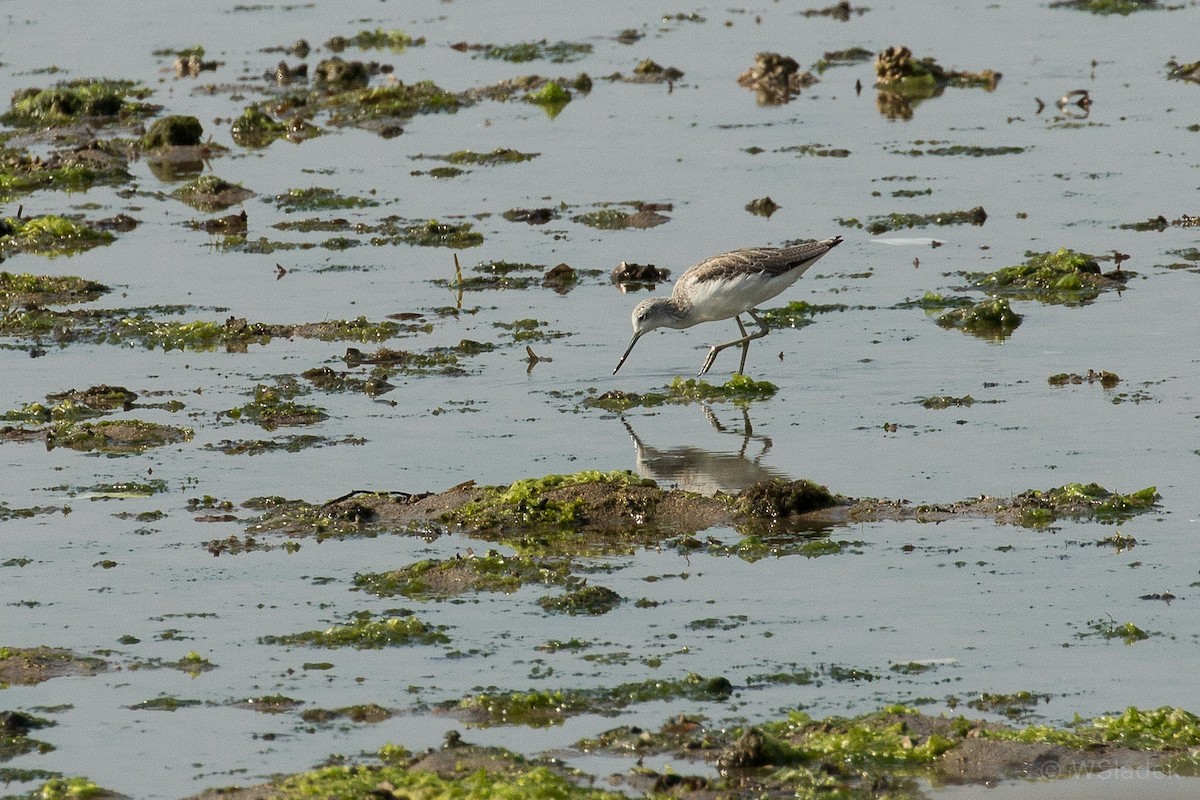 Common Greenshank - Wayne Sladek