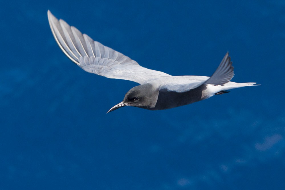 Black Tern - ML192119281