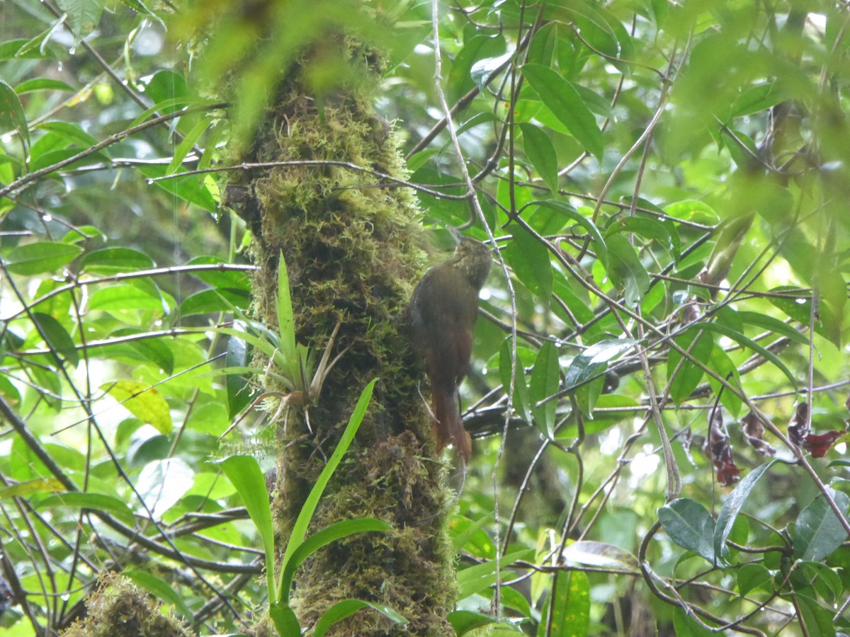 Spotted Woodcreeper - ML192119591