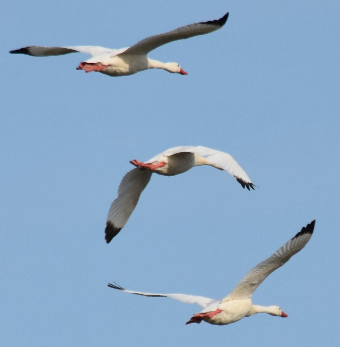 Coscoroba Swan - andres ebel