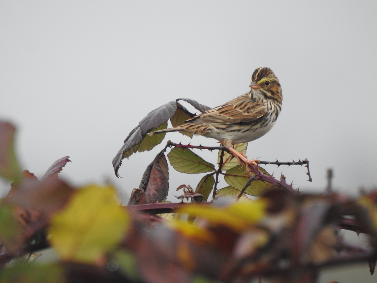 Savannah Sparrow - ML192123941