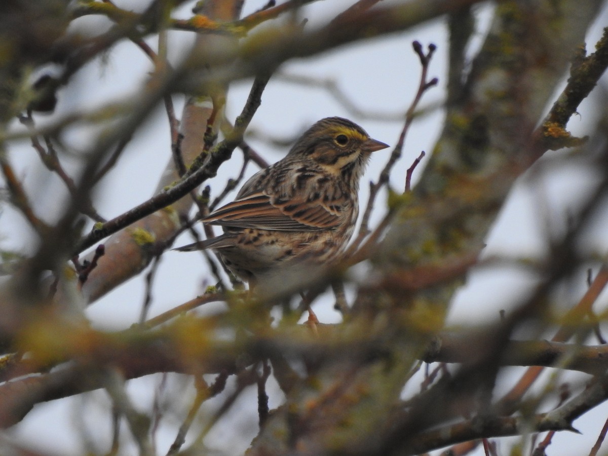 Savannah Sparrow - ML192123971