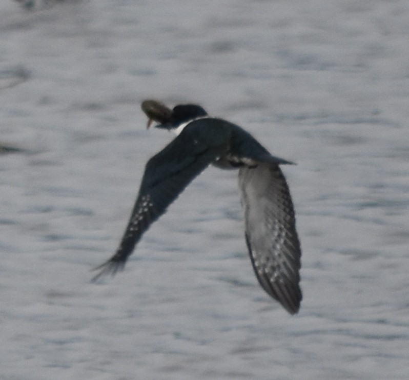 Ringed Kingfisher - andres ebel