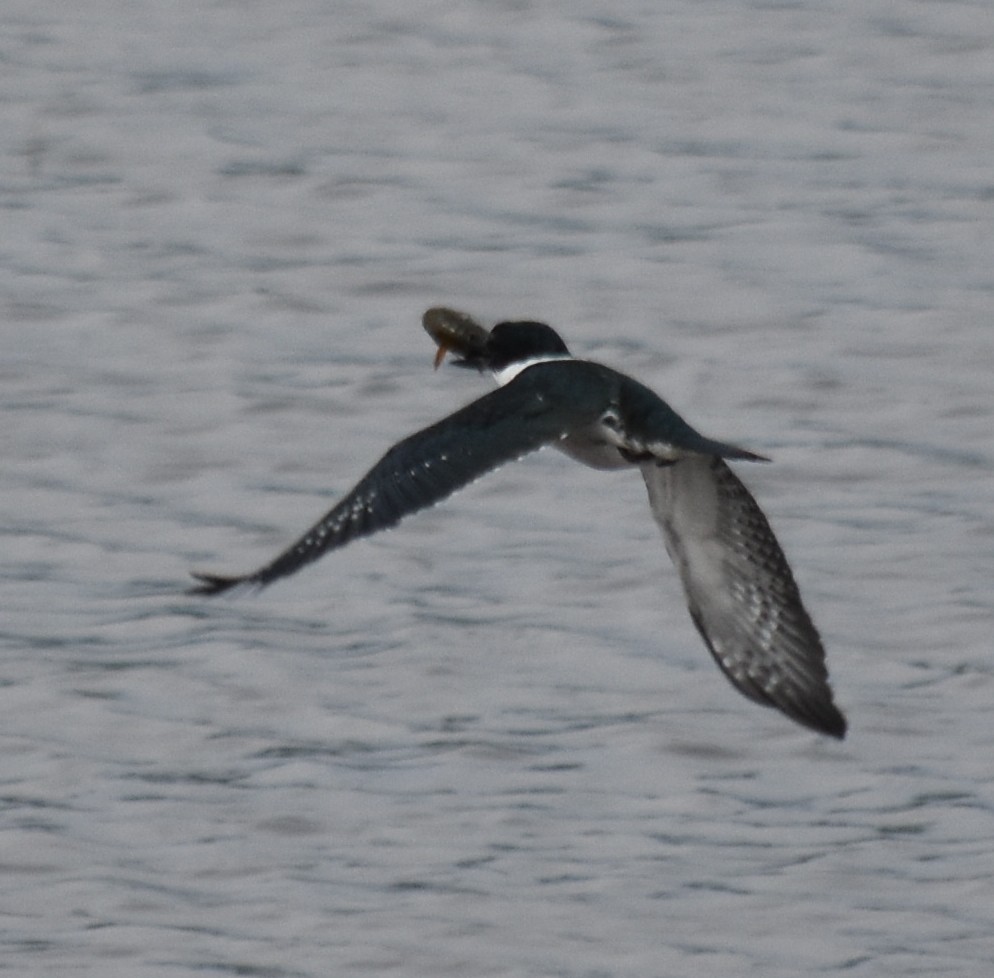 Ringed Kingfisher - andres ebel