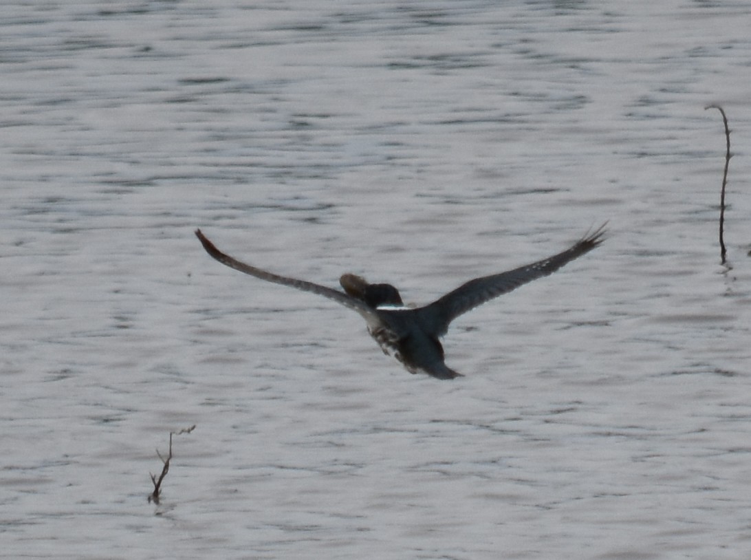 Martin-pêcheur à ventre roux - ML192127371