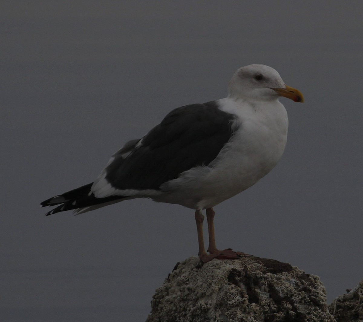 Gaviota Occidental - ML192128591