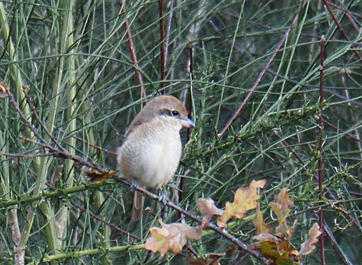 Brown Shrike - ML192128761