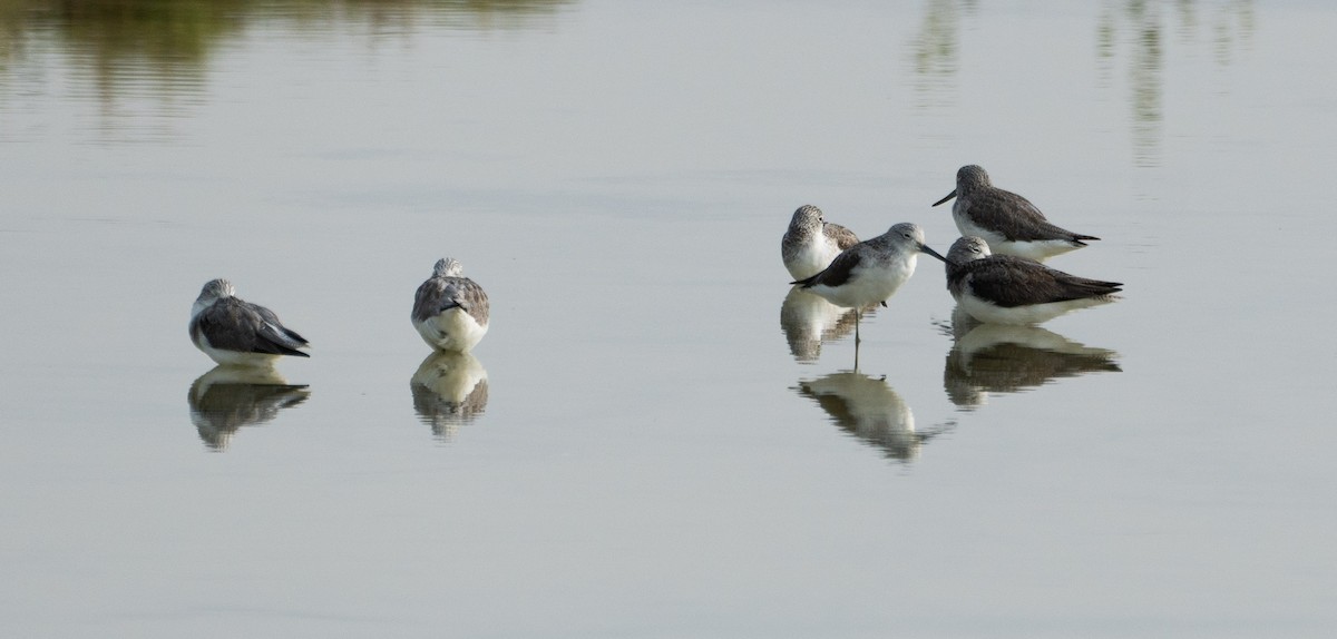 Common Greenshank - ML192129441