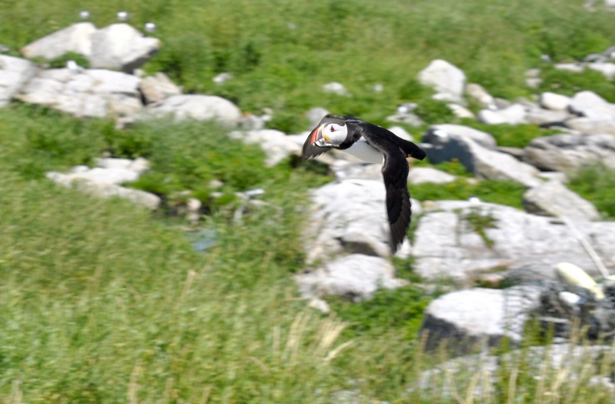 Atlantic Puffin - ML192129861