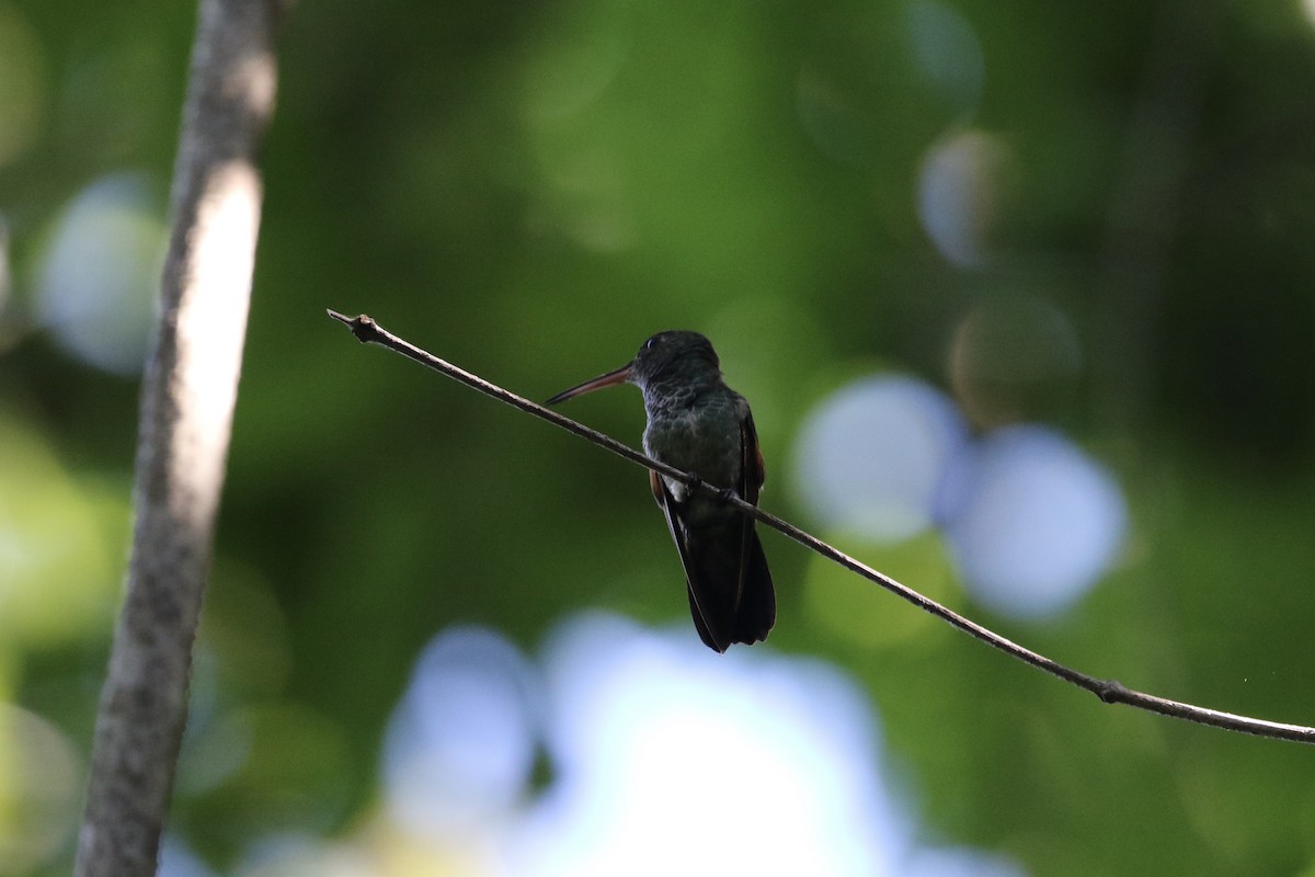 Blue-tailed Hummingbird - ML192130231