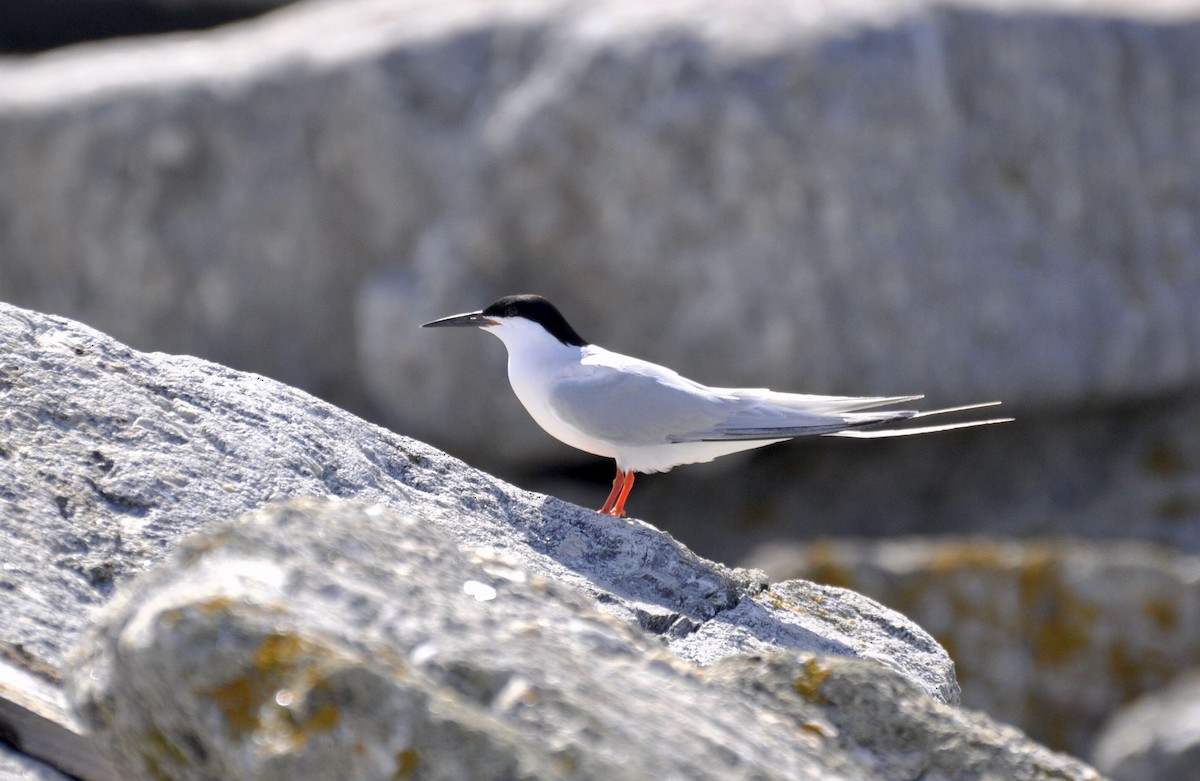 Roseate Tern - ML192130261