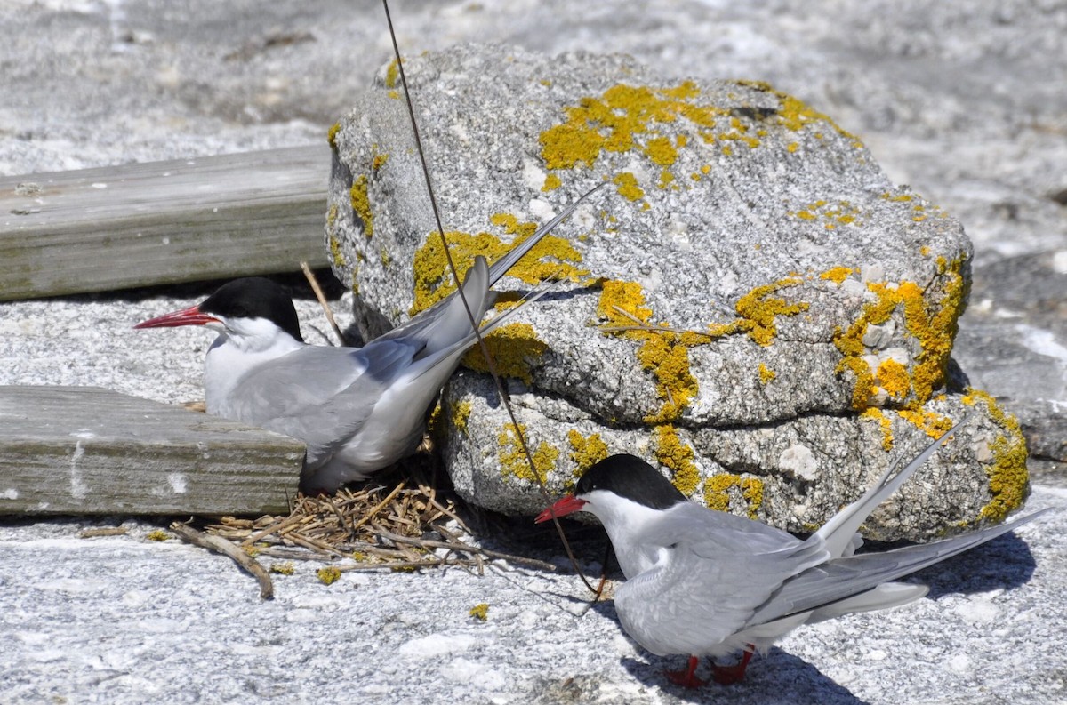 Arctic Tern - ML192130271