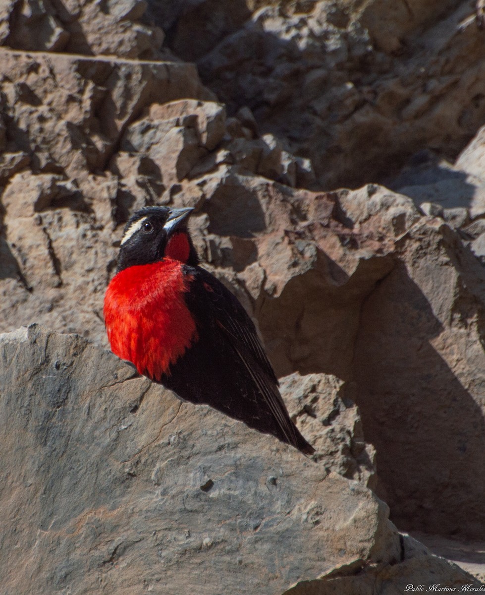 White-browed Meadowlark - ML192130751