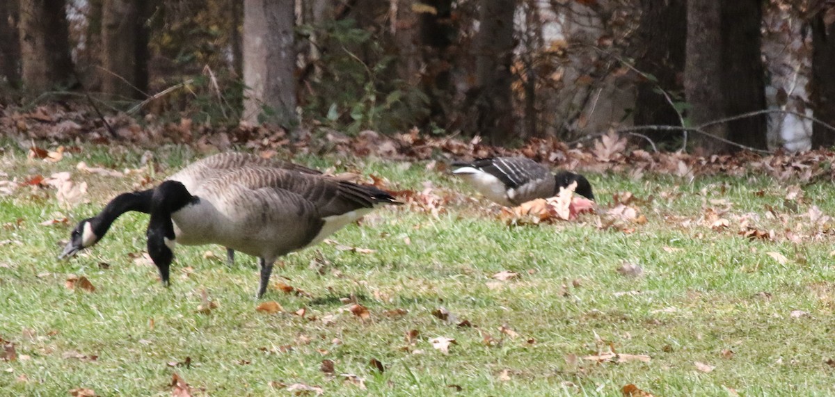 Brant - ML192130771