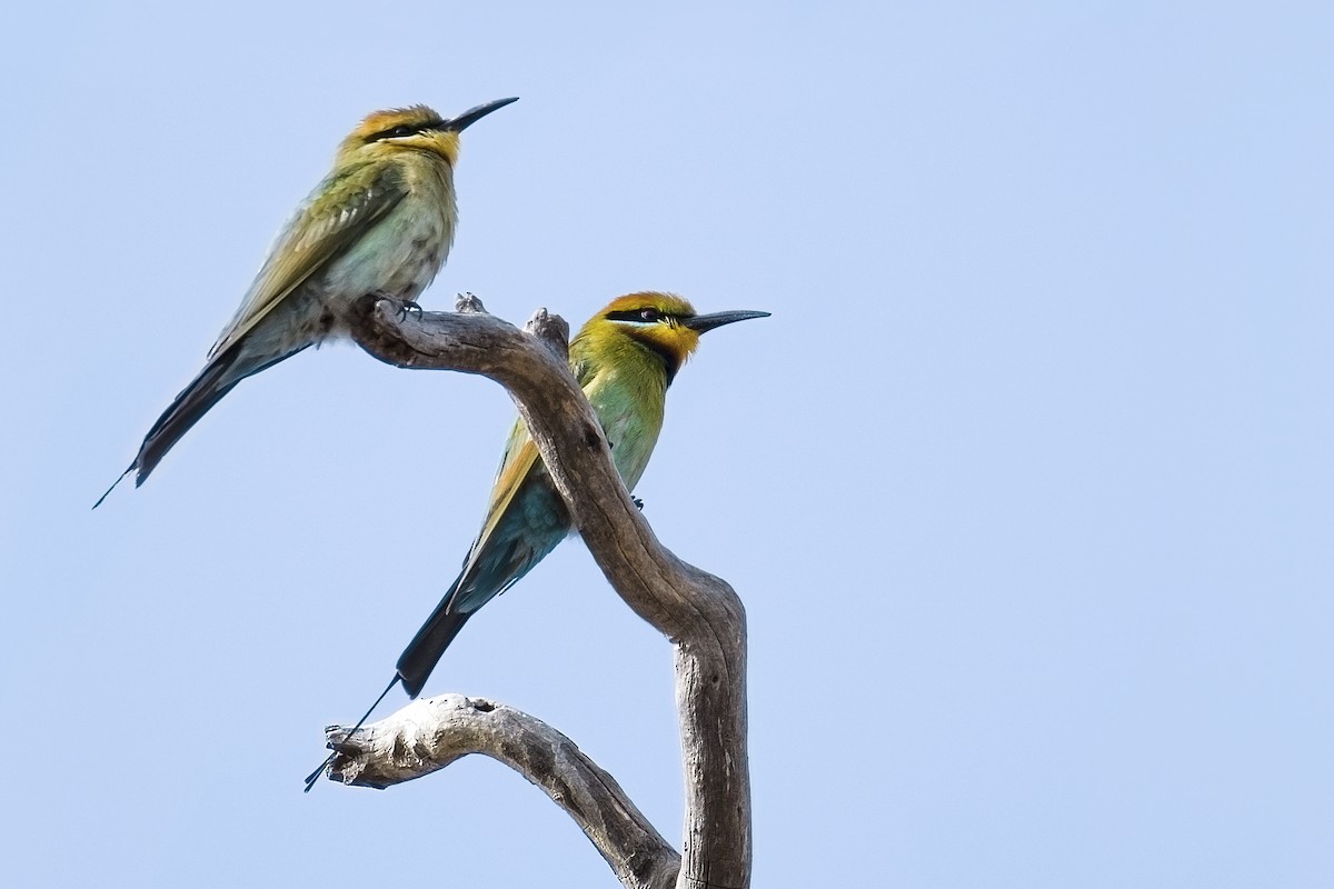 Rainbow Bee-eater - ML192132241