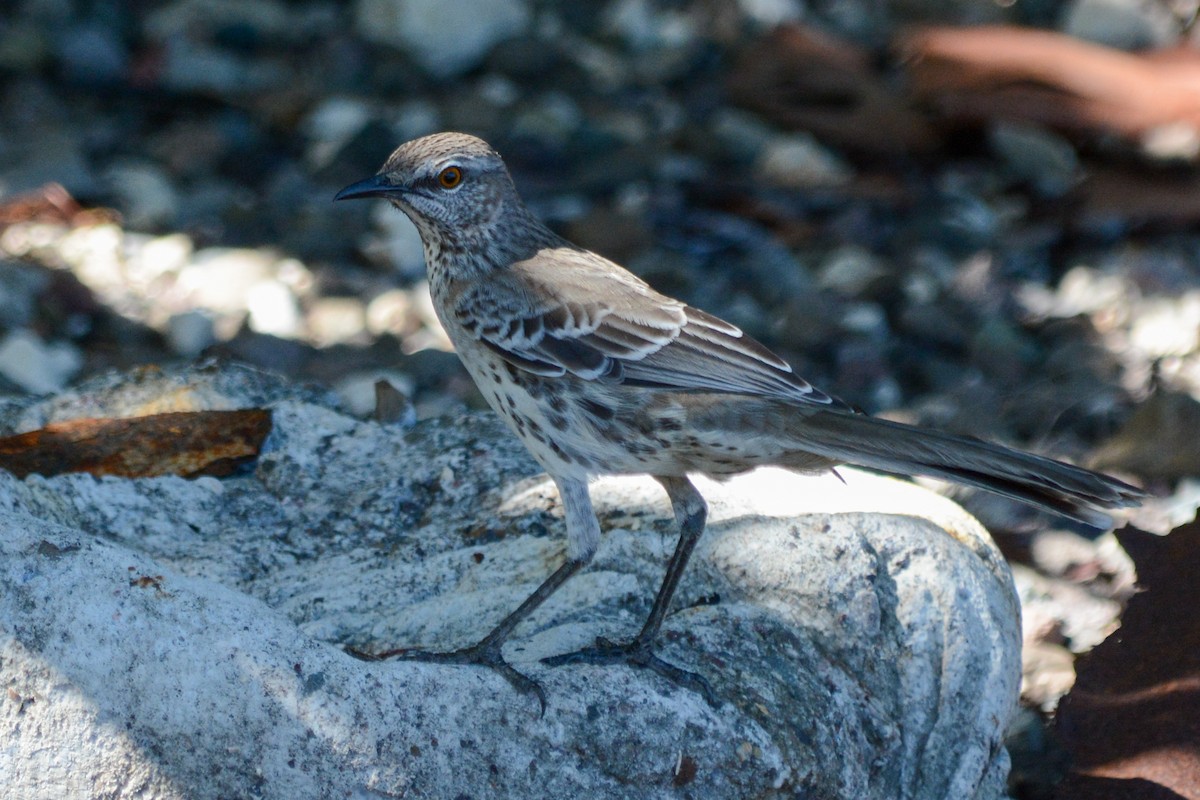 Bahama Mockingbird - Wayne  Sutherland