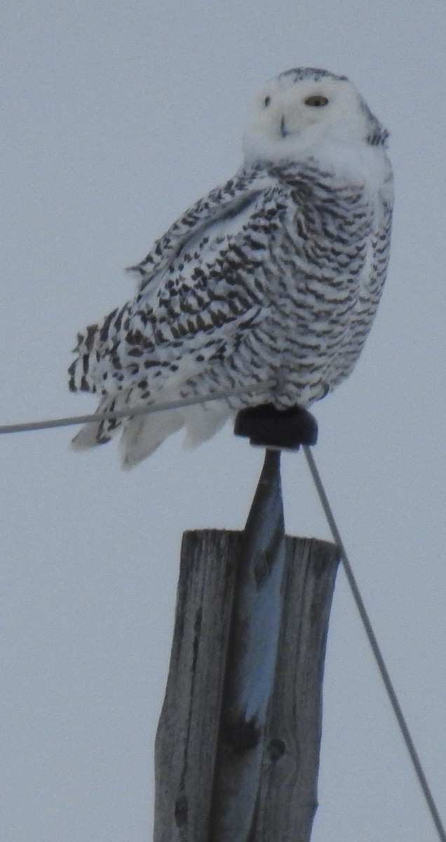 Snowy Owl - ML192134021