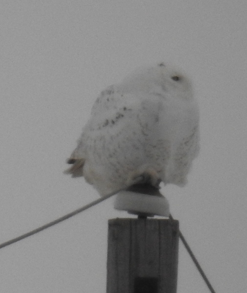 Snowy Owl - ML192134041