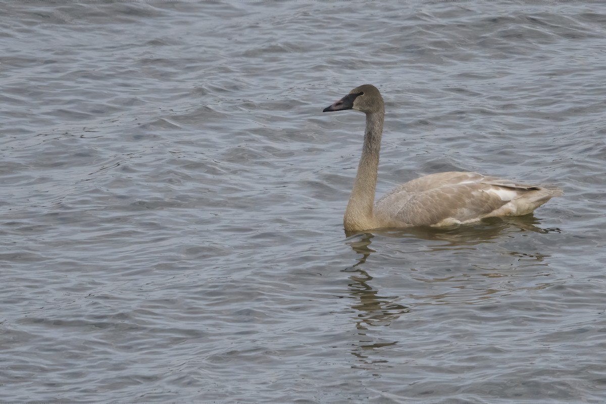 Trumpeter Swan - ML192134241