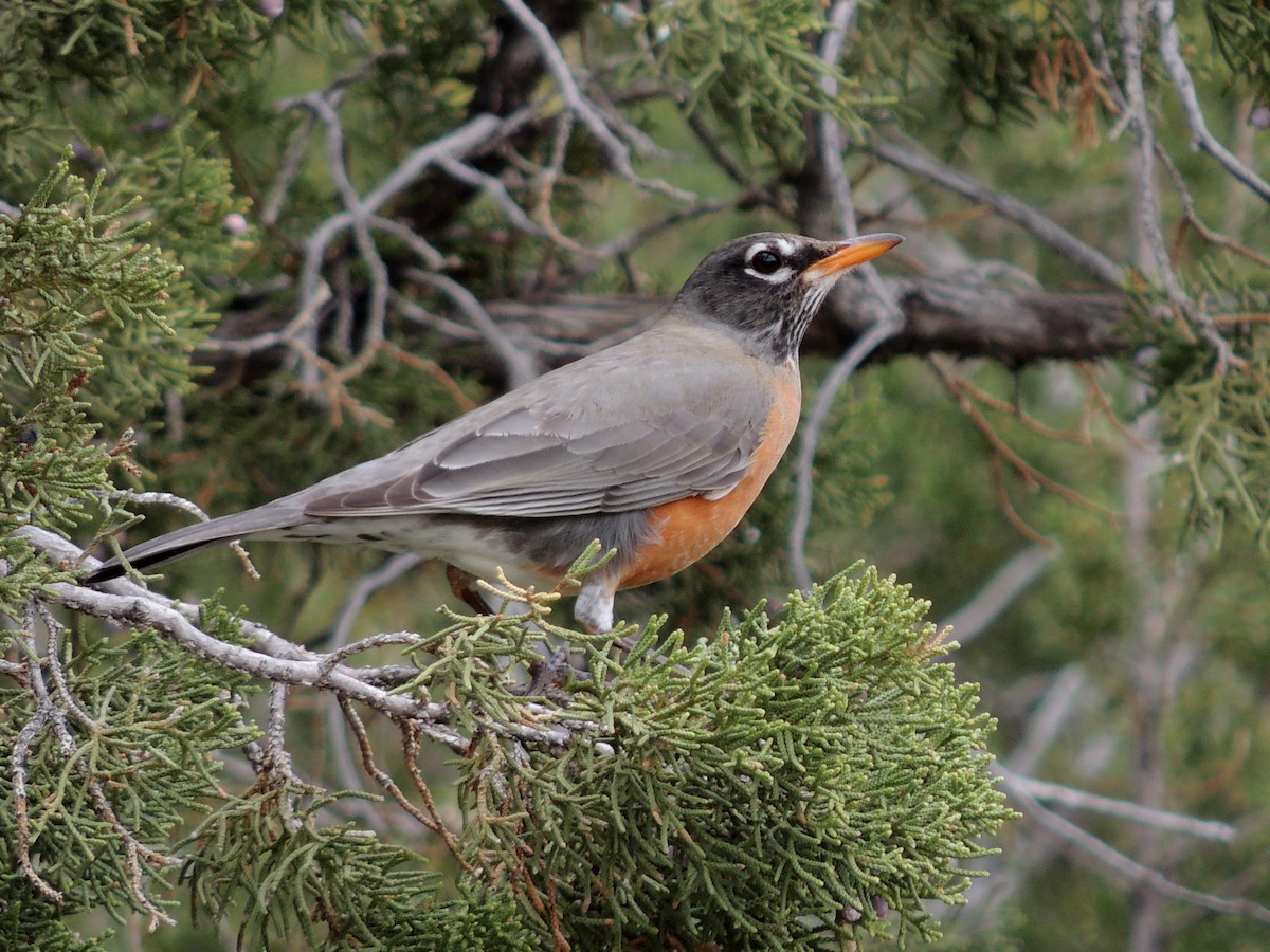 American Robin - ML192134441