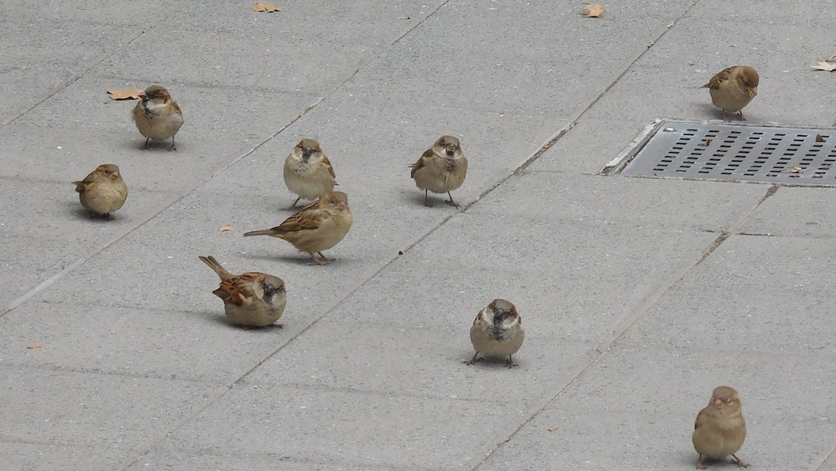 House Sparrow - LynnErla Beegle