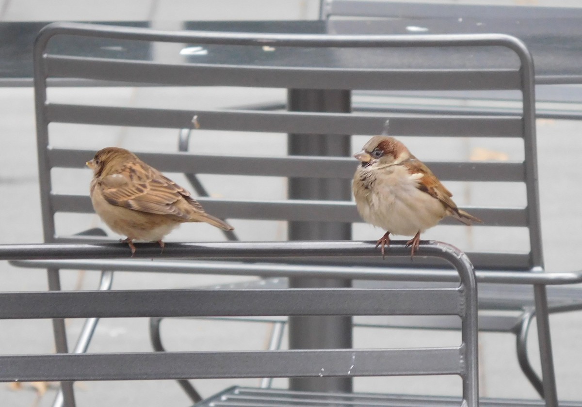 House Sparrow - LynnErla Beegle