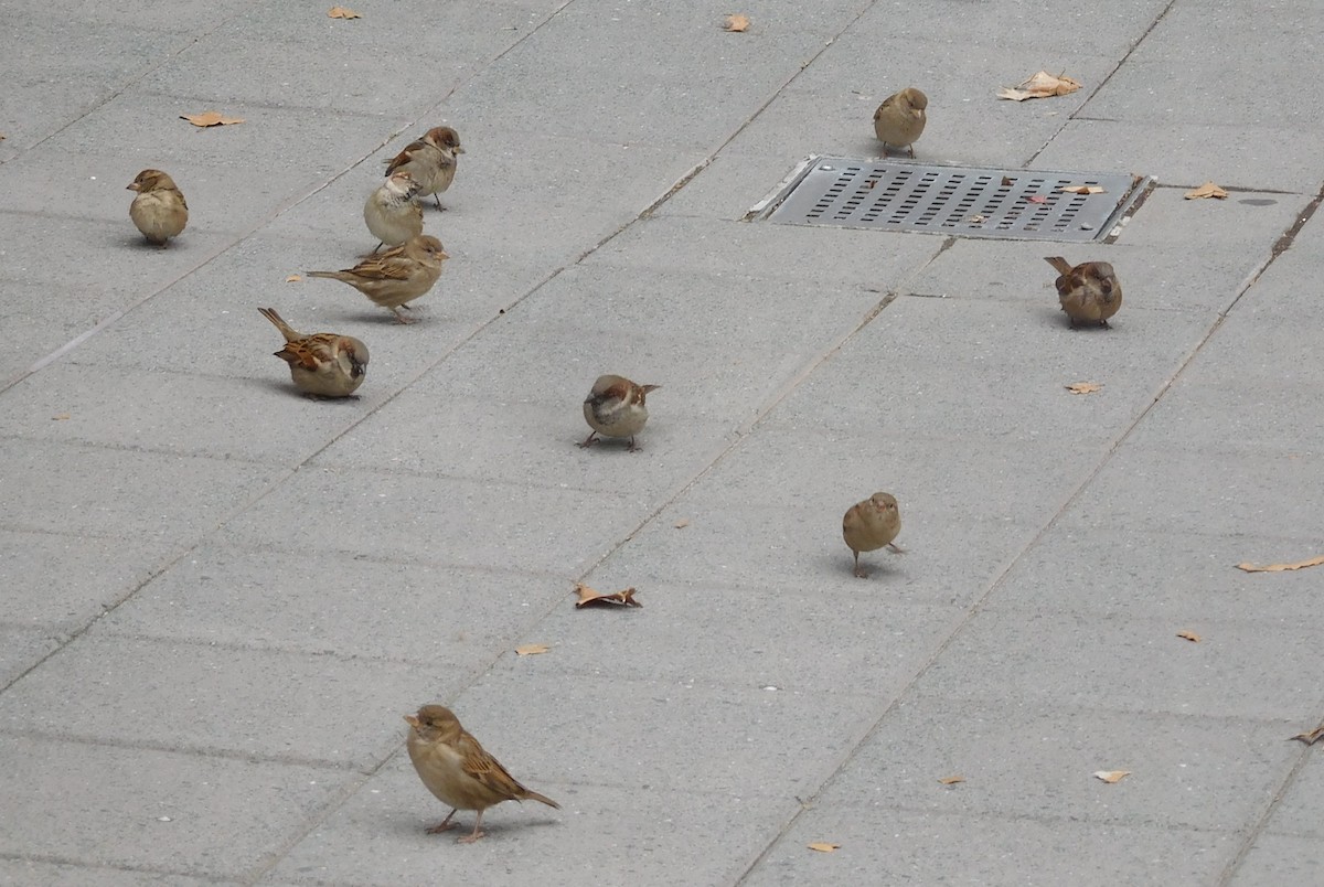 House Sparrow - LynnErla Beegle