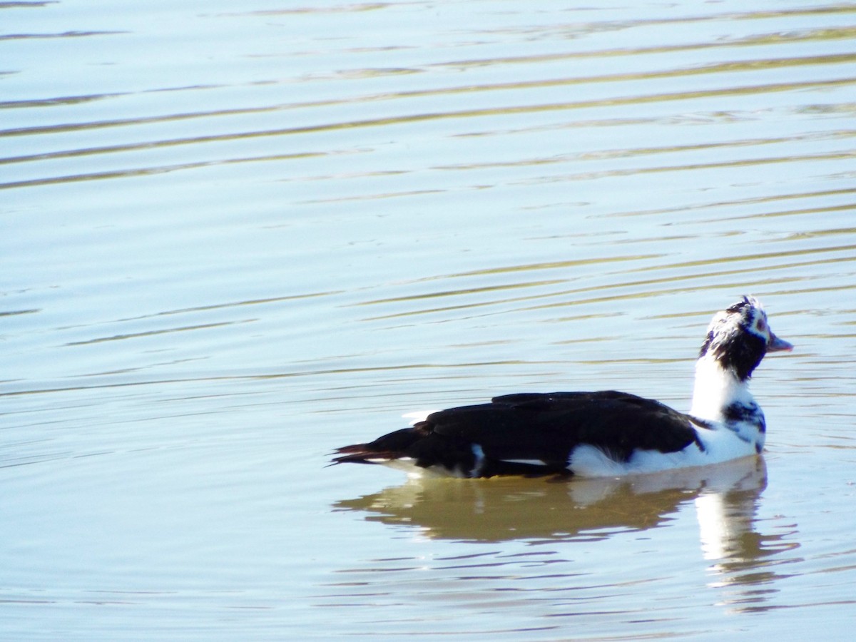 Muscovy Duck (Domestic type) - ML192135051