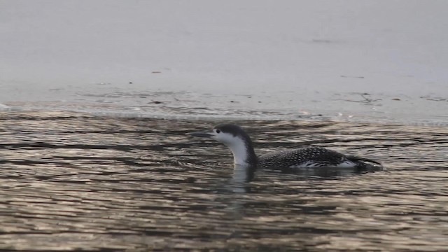 Red-throated Loon - ML192135651