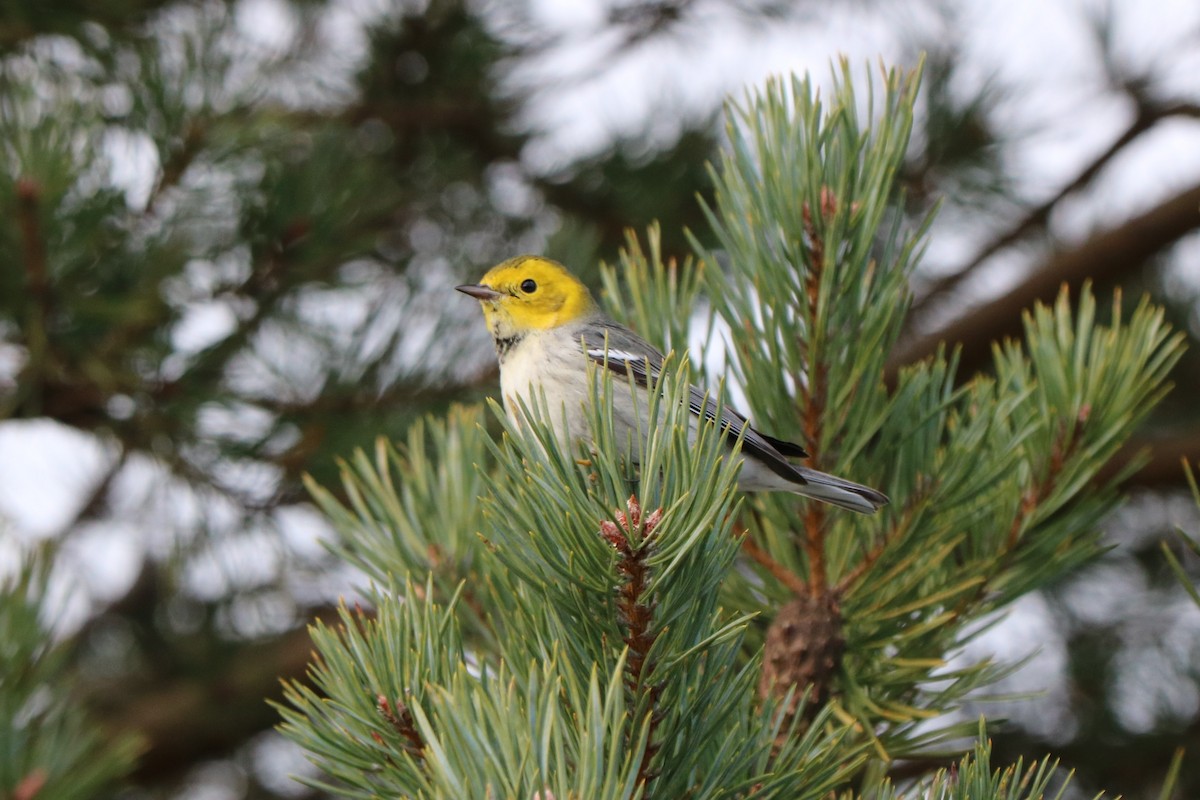 Hermit Warbler - ML192135821