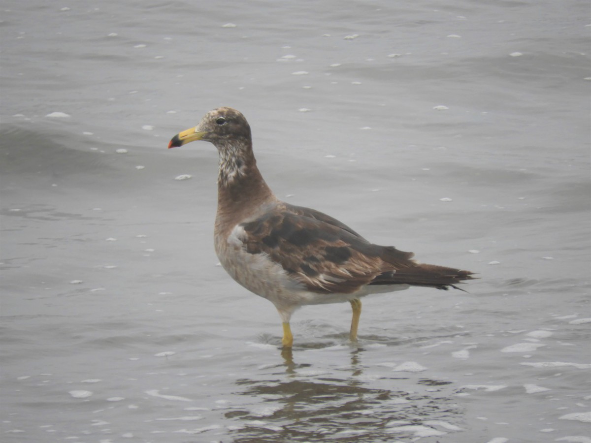 Belcher's Gull - ML192136111