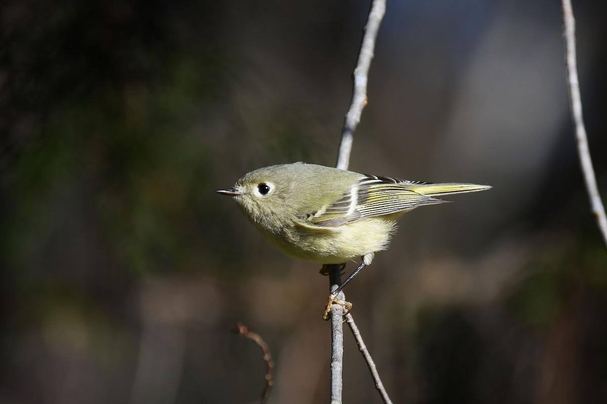 Ruby-crowned Kinglet - ML192136381