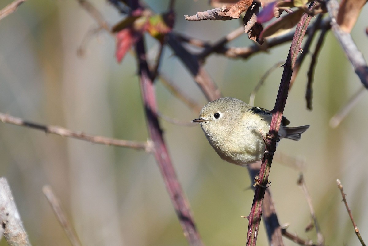 Ruby-crowned Kinglet - ML192136401
