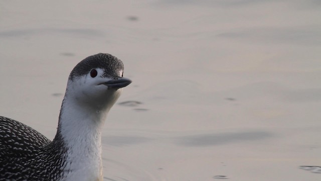 Red-throated Loon - ML192136461